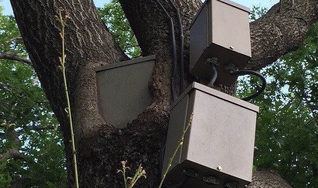 Ballast embeded in a tree